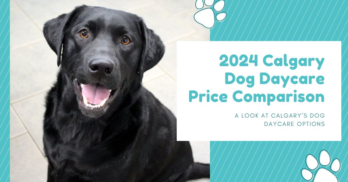 Dog Daycare Calgary Prices (2026): $37–$59.50/day Compared