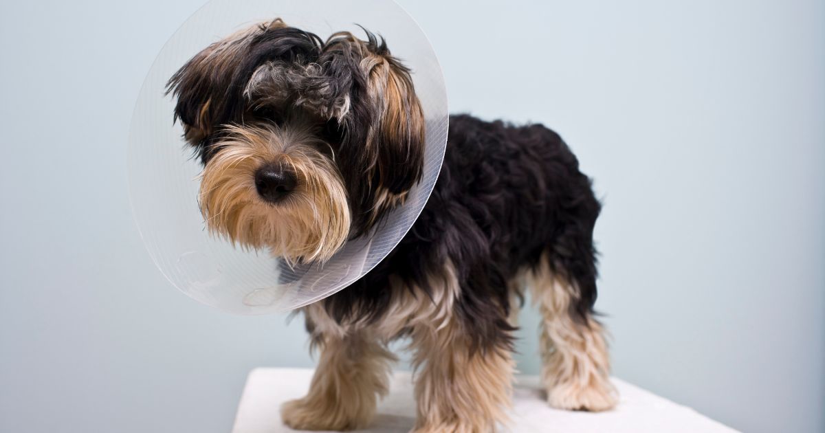 2026 Calgary Puppy Spay & Neuter Costs
