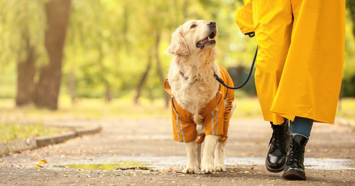7 Things Calgary Dog Owners Need To Know