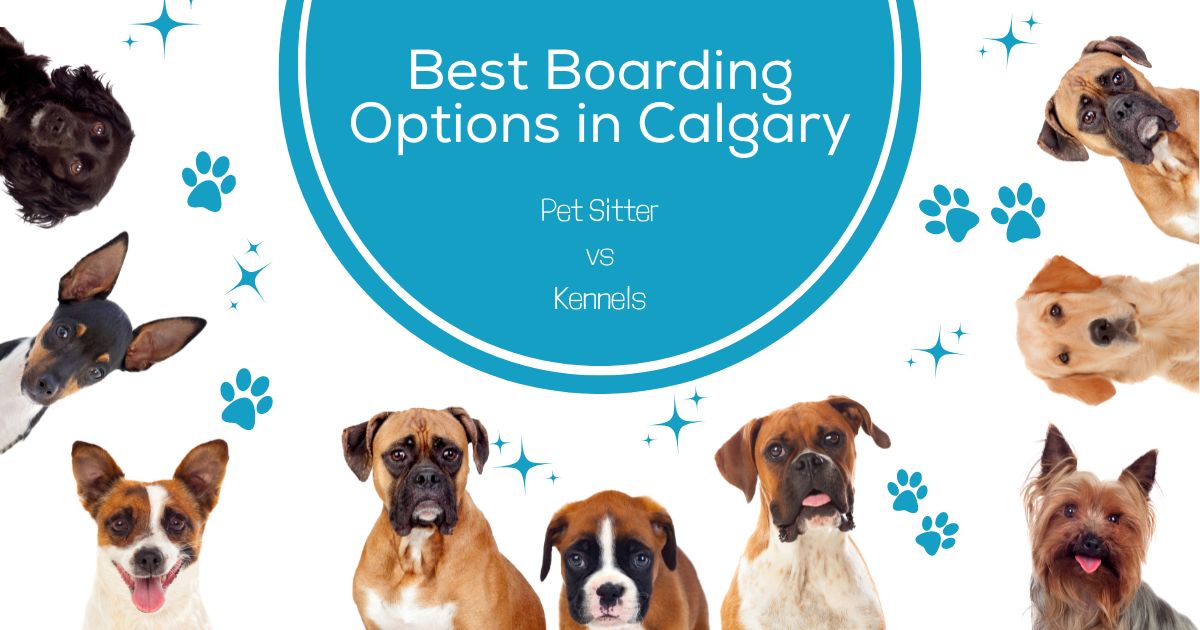 What Are The Best Boarding Options For My Dog In Calgary?