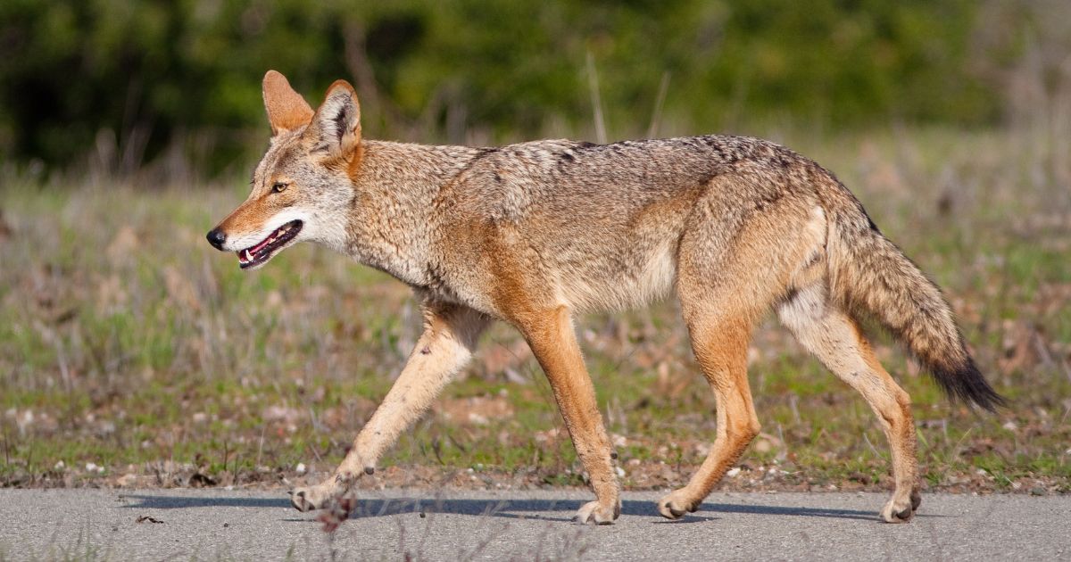 What to Do if You See Coyotes While Walking Your Dog: Potential Danger