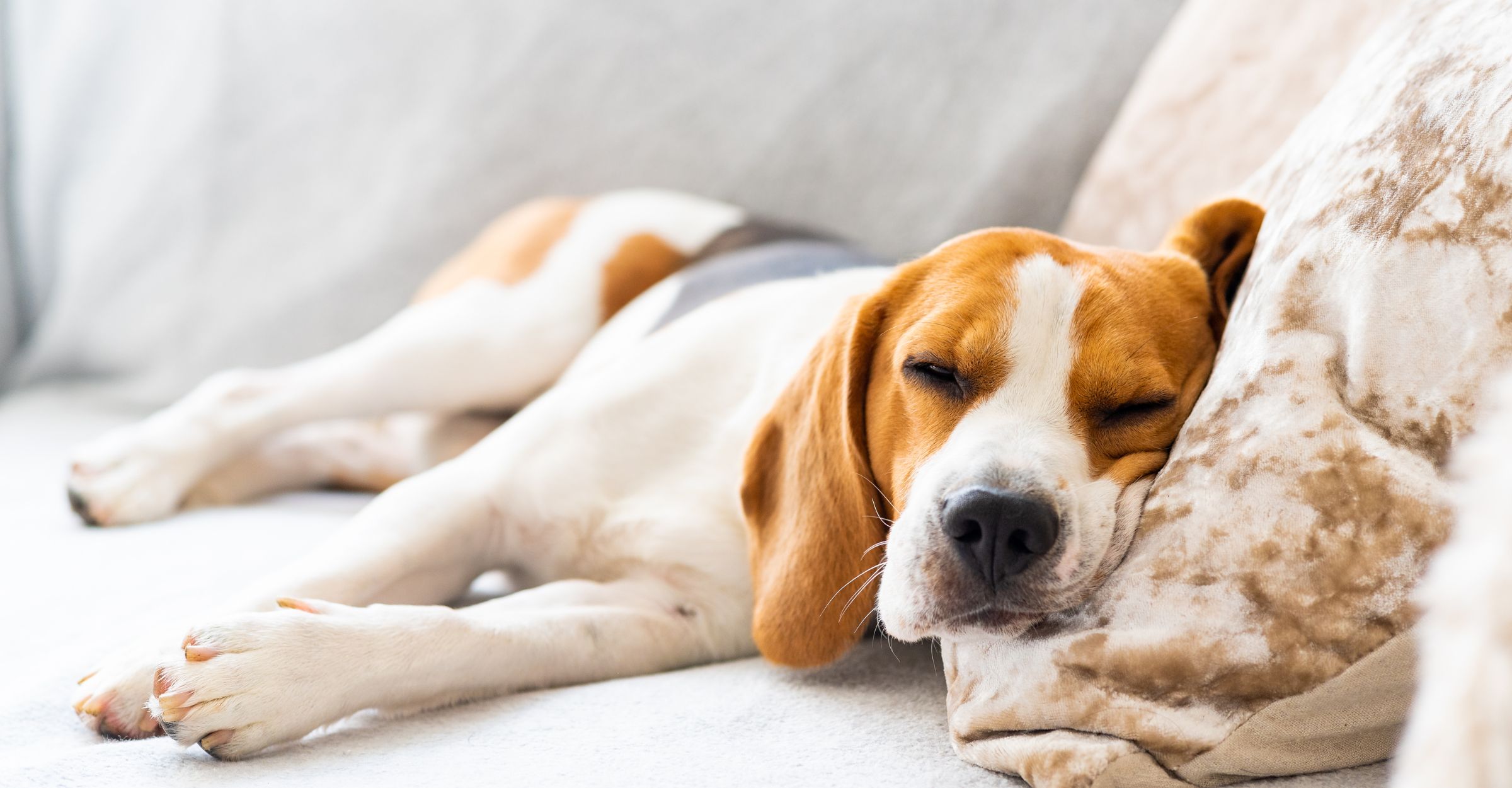 Comparing pet sitting and dog boarding prices in Calgary