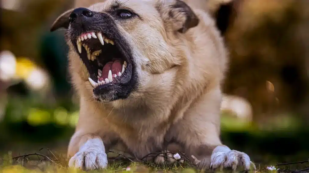 dog reactivity