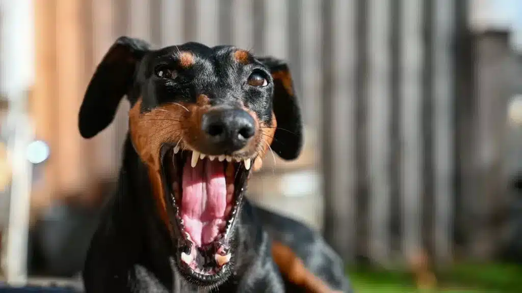 dog reactivity
