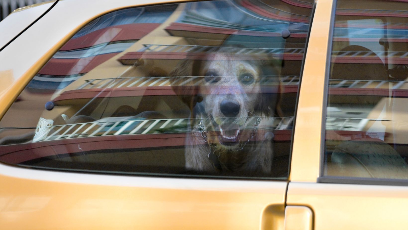 What To Do If You Find A Dog Trapped In A Hot Car: A Guide