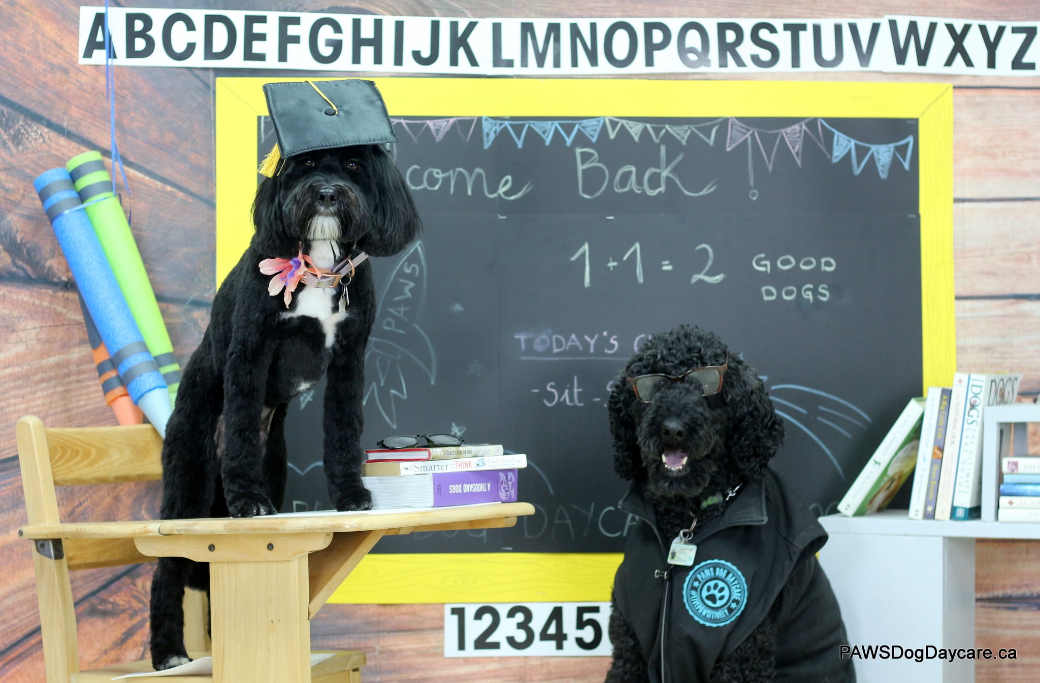 Enroll Your Dog In Daycare: Making the Most of the Back to School Season