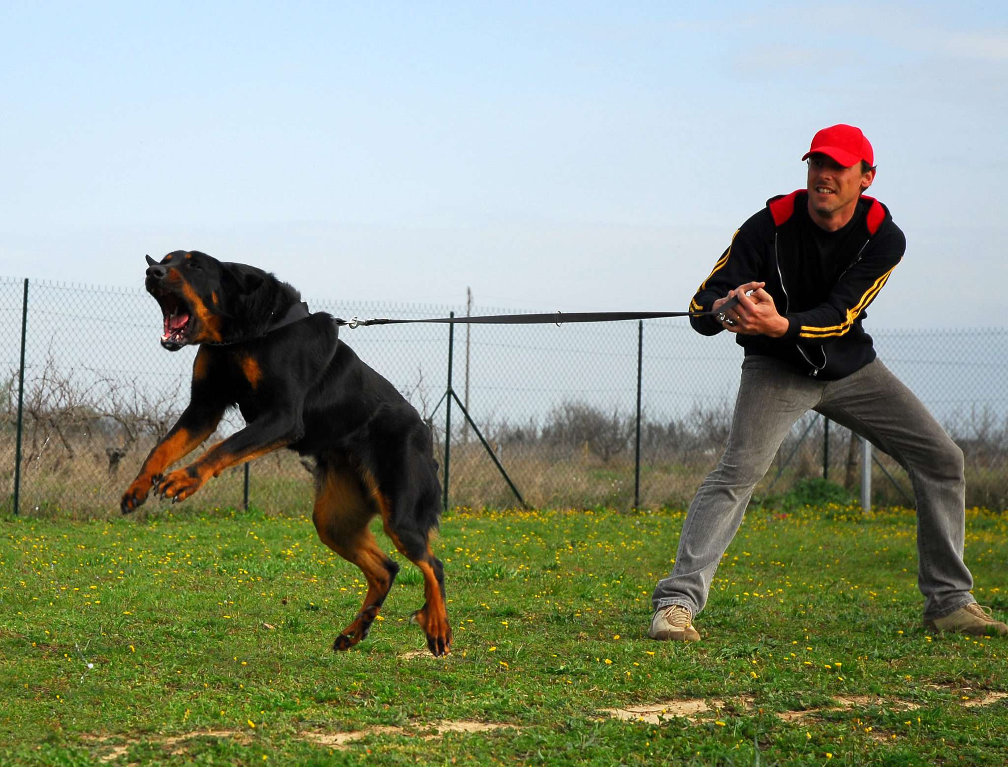 Reducing Your Dog's Leash Reactivity