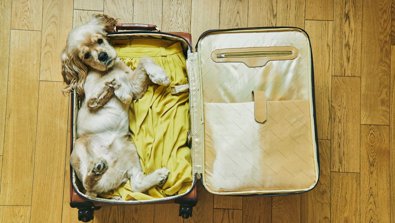 UPDATE: Preparing for Upcoming Changes to Travel to the United States With Your Dog