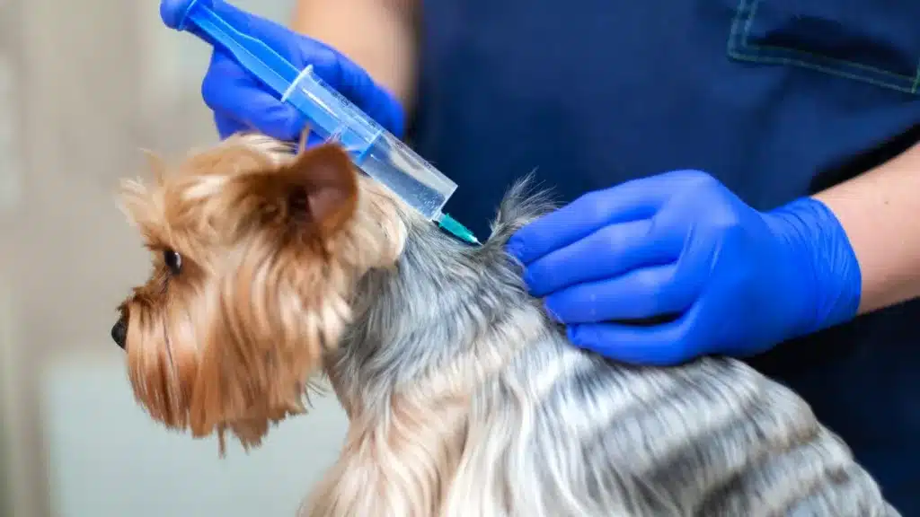 vaccines for dogs